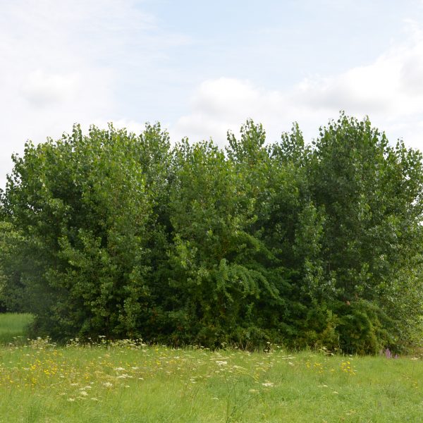 Wald auf dem Acker? Was hinter Kurzumtriebsplantagen steckt