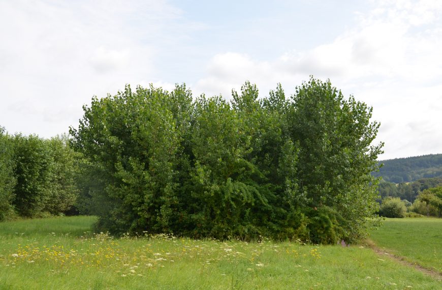 Wald auf dem Acker? Was hinter Kurzumtriebsplantagen steckt