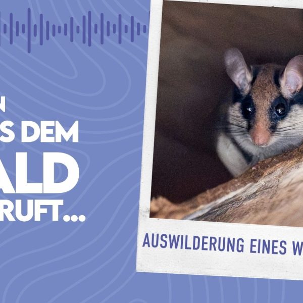 WMADWR #40 – Auswilderung eines Wildtieres