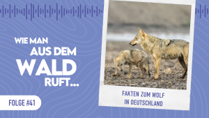 WMADWR #41 – Fakten zum Wolf in Deutschland