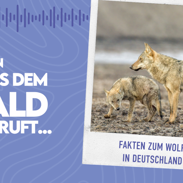 WMADWR #41 – Fakten zum Wolf in Deutschland