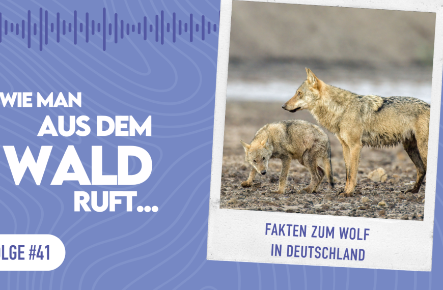 WMADWR #41 – Fakten zum Wolf in Deutschland